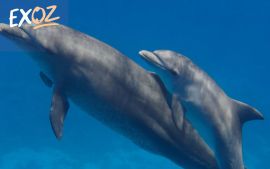 Noosa Dolphin Spotting Cruise - 10% Off